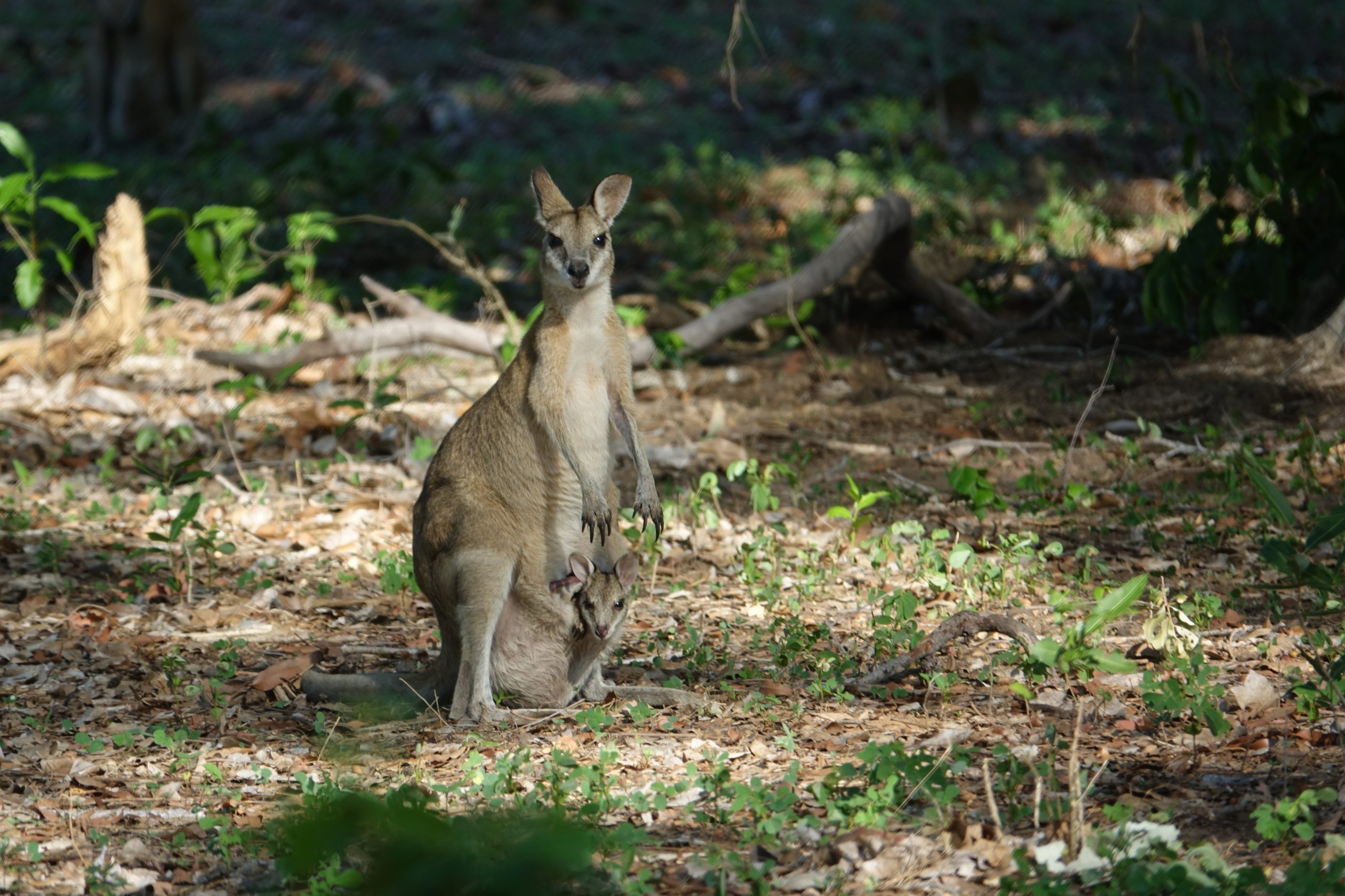 2016-10 Trip to the Top End